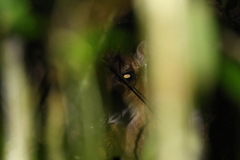 Cephalophus dorsalis