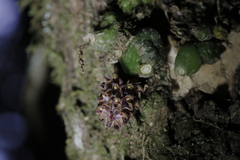Bulbophyllum dhaninivatii