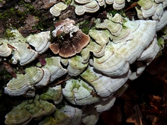 Trichaptum fuscoviolaceum