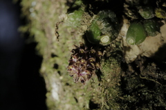 Bulbophyllum dhaninivatii