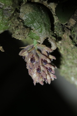 Bulbophyllum dhaninivatii