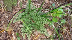 Asplenium hookerianum