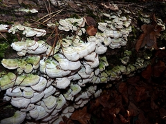 Trichaptum fuscoviolaceum