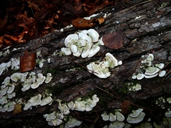 Trichaptum fuscoviolaceum