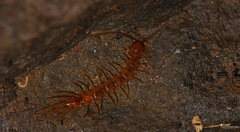 Lithobiidae