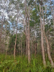 Lophostemon suaveolens