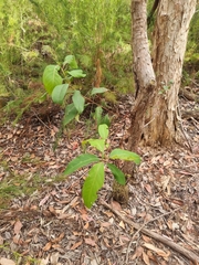 Lophostemon suaveolens