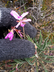Pelargonium coronopifolium