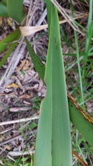 Ichneutica steropastis
