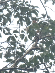 Lophostemon suaveolens