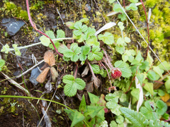 Fragaria hayatae
