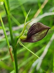 Cryptostylis erecta