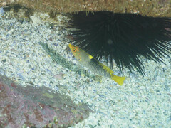 Halichoeres hortulanus