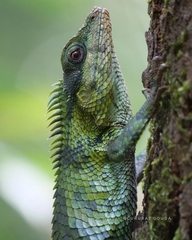 Calotes nemoricola