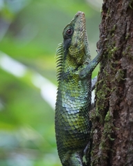 Calotes nemoricola