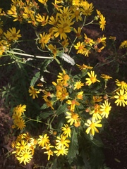 Senecio pterophorus