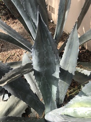 Agave