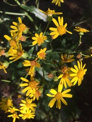 Senecio pterophorus