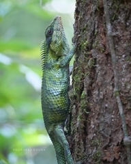 Calotes nemoricola