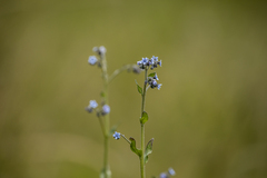 Cynoglossum australe