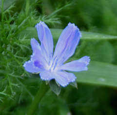 Cichorium