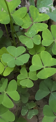 Oxalis