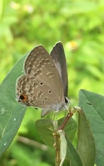 Catochrysops strabo strabo