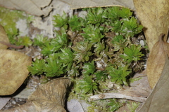 Rhodobryum