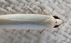 Scieropepla polyxesta