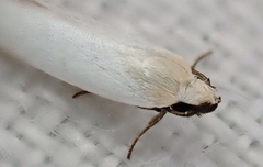 Scieropepla polyxesta