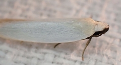 Scieropepla polyxesta