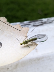 Italochrysa insignis