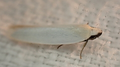 Scieropepla polyxesta