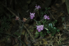 Calanthe cardioglossa