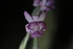 Calanthe cardioglossa