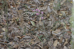 Calanthe cardioglossa