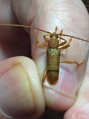 Xuthodes punctipennis