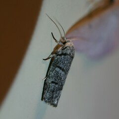 Ericrypsina chorodoxa