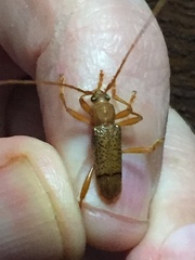 Xuthodes punctipennis