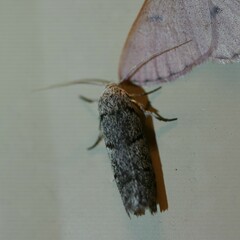 Ericrypsina chorodoxa