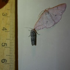 Ericrypsina chorodoxa