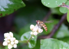 Episyrphus