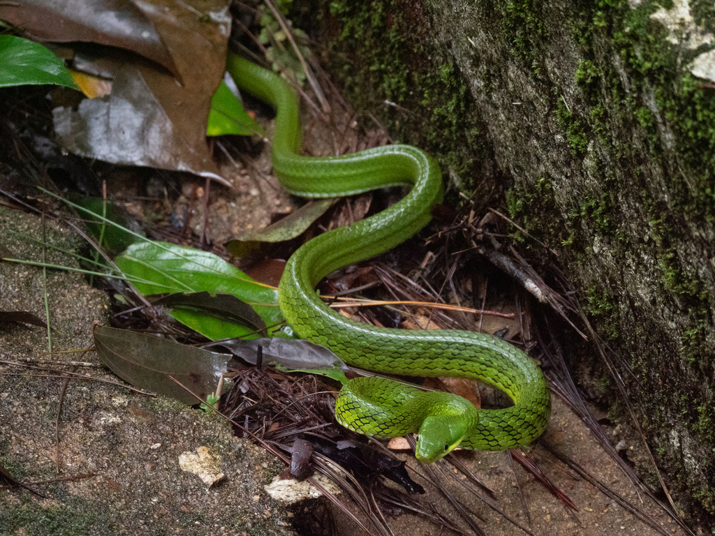Jade Tree Snake