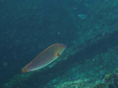 Hologymnosus doliatus