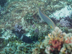 Hologymnosus doliatus