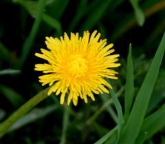 Taraxacum officinale