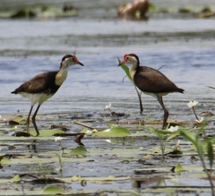 Irediparra gallinacea