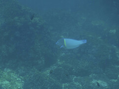 Anampses caeruleopunctatus