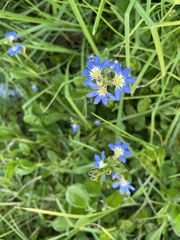 Scaevola calendulacea