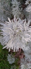 Artemisia arborescens